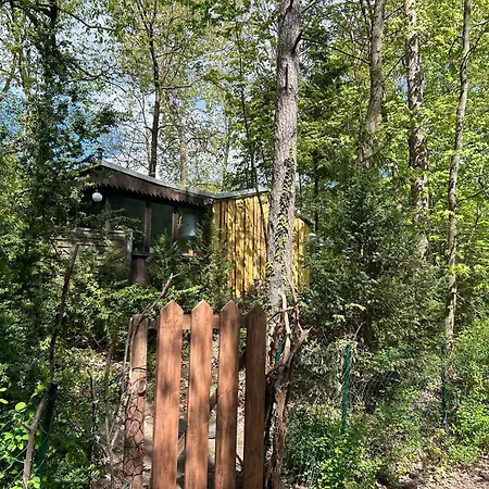 Im Wald Am - Biberspur * Zieko