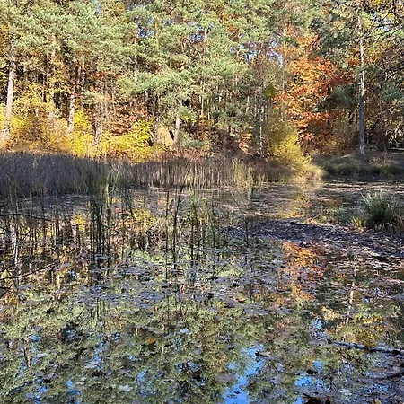Im Wald Am - Biberspur