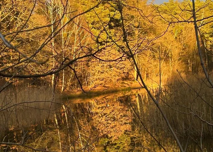 Im Wald Am - Biberspur * Zieko