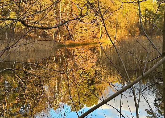 Im Wald Am - Biberspur Zieko