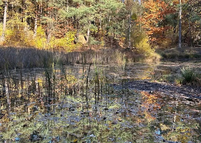 Im Wald Am - Biberspur